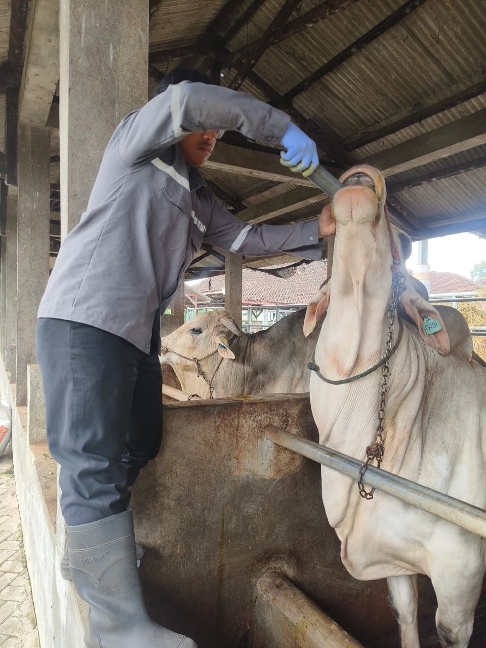 Pemeliharaan sapi pejantan, meliputi pemberian pakan dan suplementasi vitamin secara oral untuk menunjang kesehatan dan kualitas reproduksi ternak